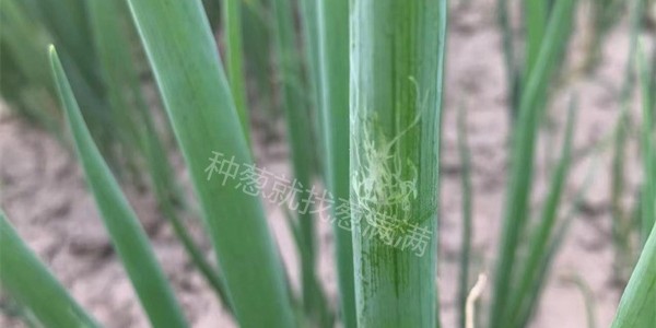 蔥葉上的白線是什么?大蔥出現白線怎么防治?