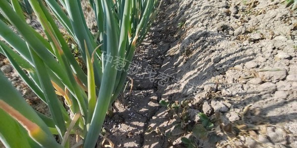 大蔥重茬怎么辦?如何治理大蔥重茬問題?