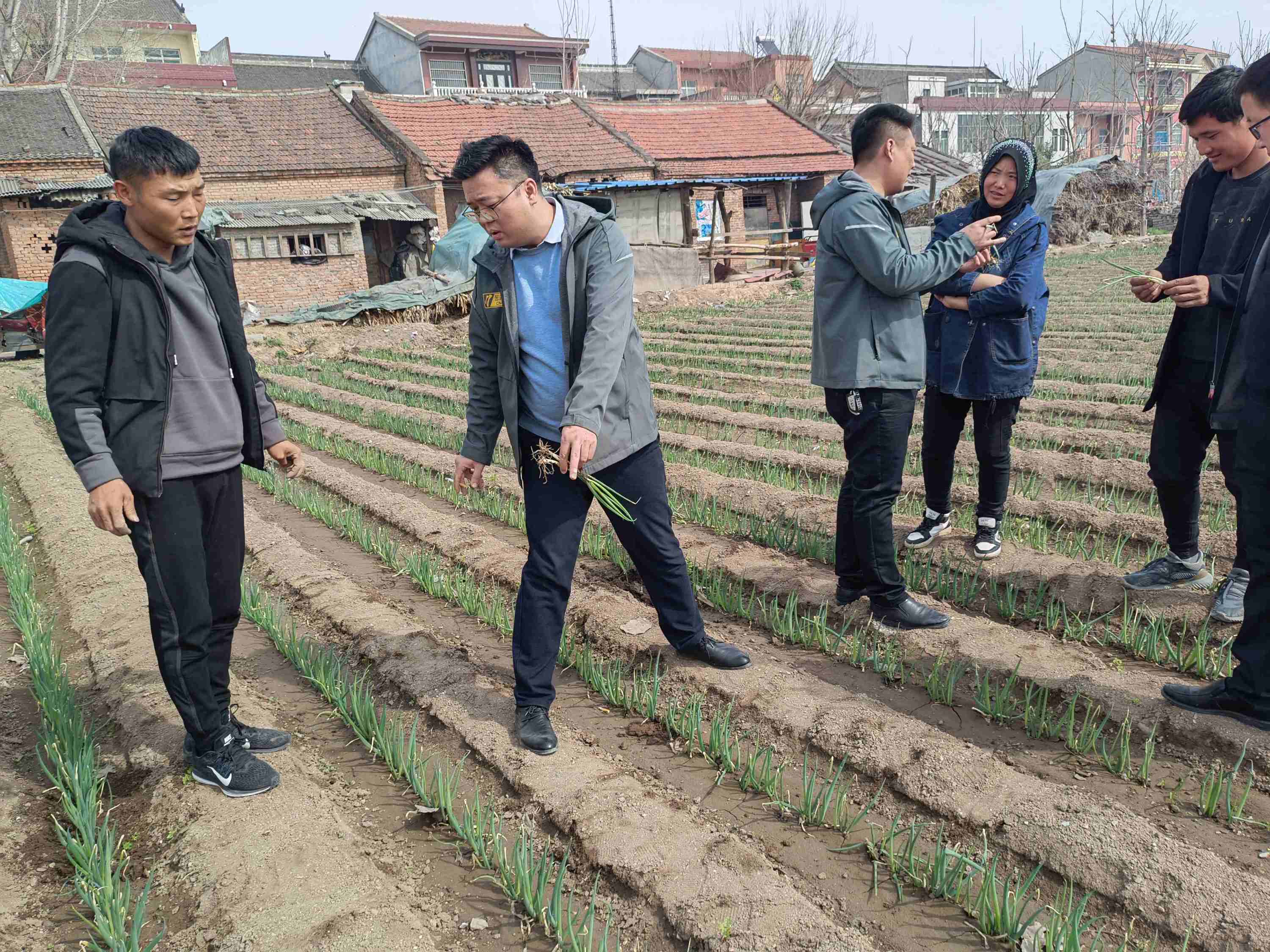 大蔥種植技術