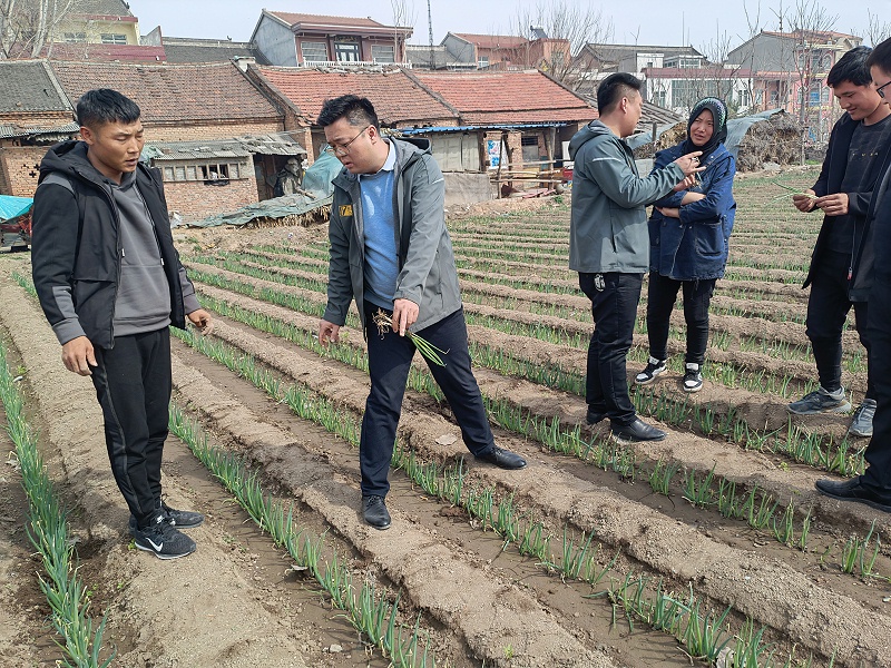 大蔥種植技術