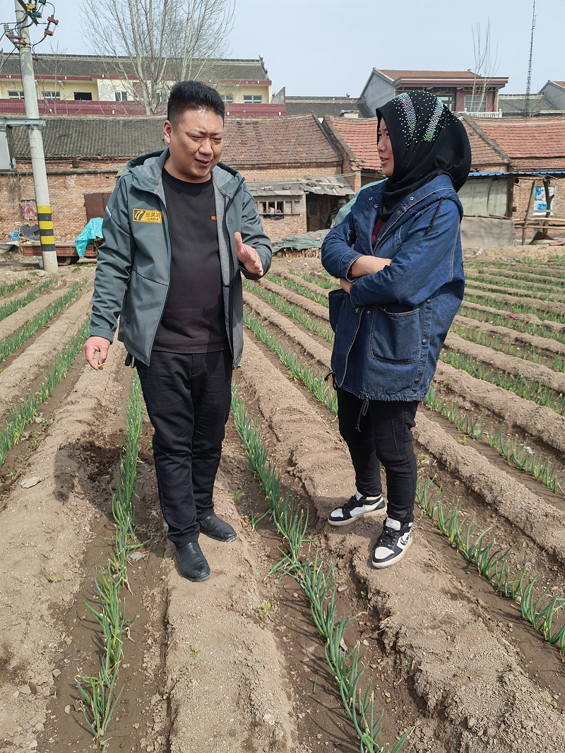 大蔥種植技術