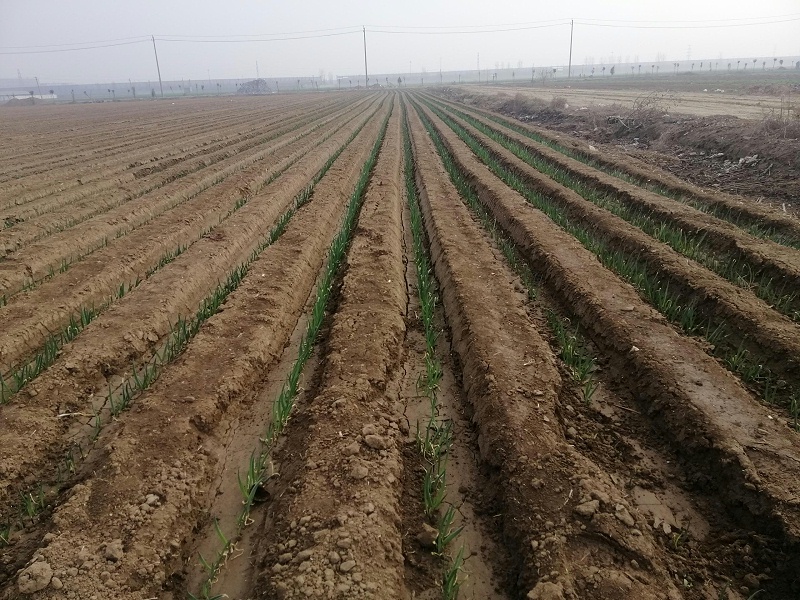 大蔥種植技術