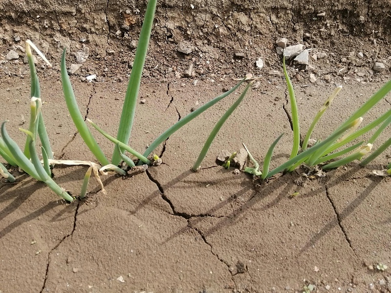 大蔥種植技術
