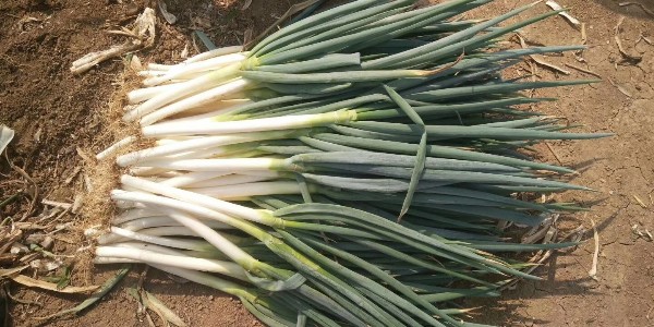 大蔥最新價(jià)格行情