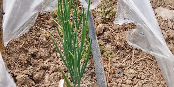 大蔥育苗播種后需要施肥嗎?種植大蔥哪種肥料能壯苗?