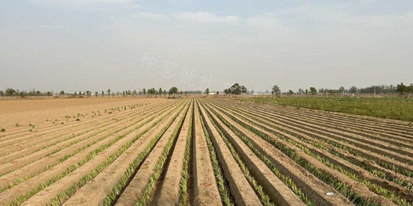 同蔥不同命?不一樣的大蔥種子品種特性差別居然這么大
