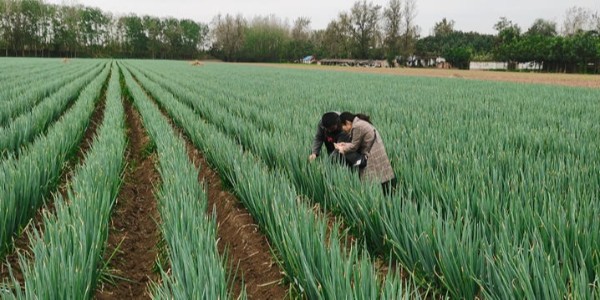 大蔥種植方法_怎樣栽大蔥才能高產長得好