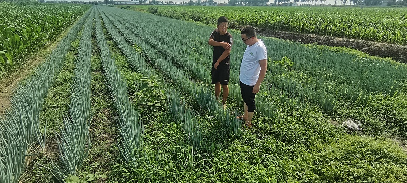 大蔥種植技術