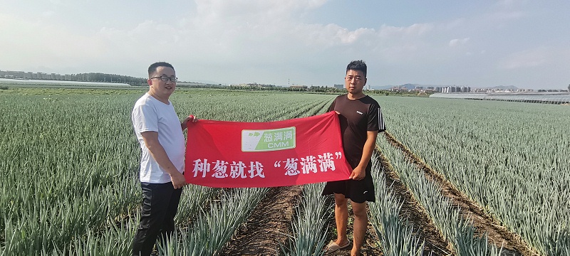 大蔥種植技術