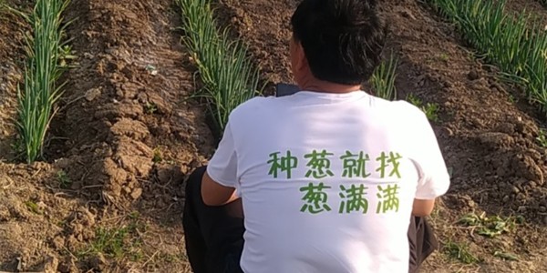 大蔥定植移栽應該如何進行施肥管理