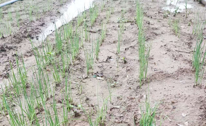 雨后光輝苗床