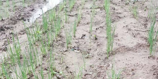 大蔥育苗苗床雨后如何管理