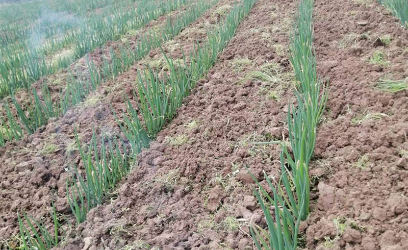 定植蔥田人工除草實拍