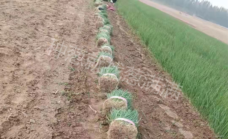 大蔥移栽