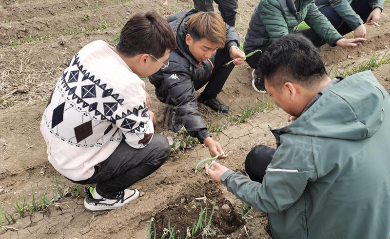 蔥滿滿為蔥農指導種蔥技術