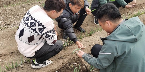 大蔥種植技術：大蔥選種-種蔥如何選好種子