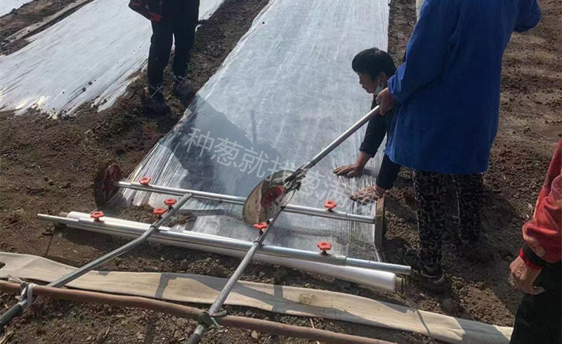 大蔥苗床鋪設地膜