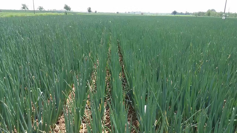 大蔥種植技術(shù)