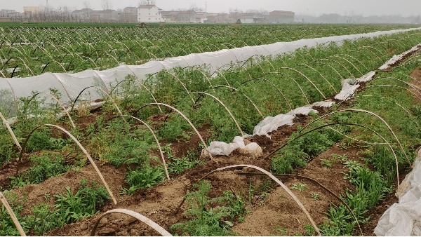 大蔥種植技術