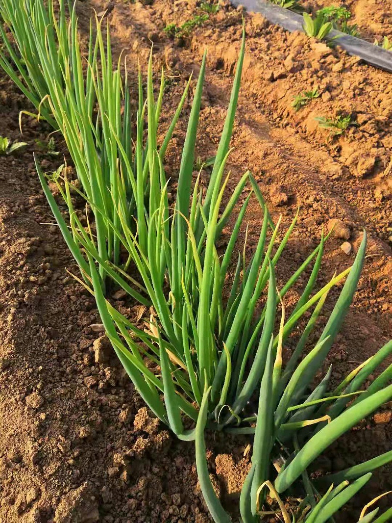 大蔥種植技術