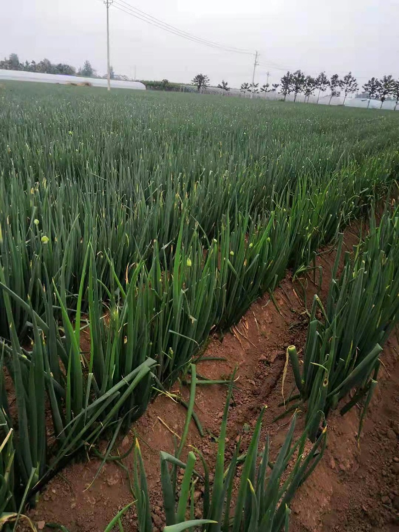 大蔥種植技術