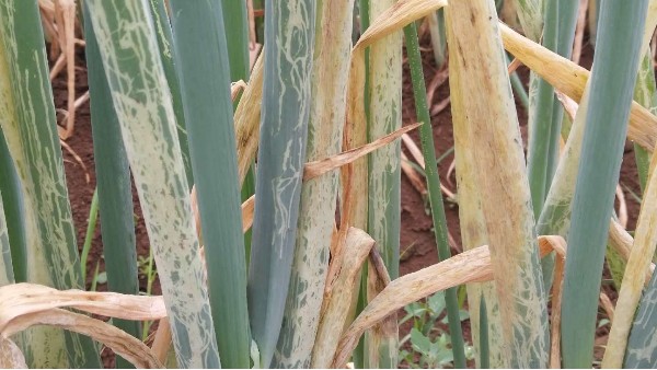 種植大蔥如何預防蔥薊馬和斑潛蠅