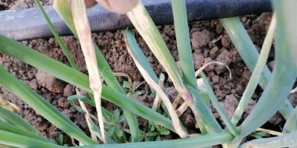 大蔥蔥葉干尖黃葉究竟是怎么回事?為何用藥沒(méi)效果?
