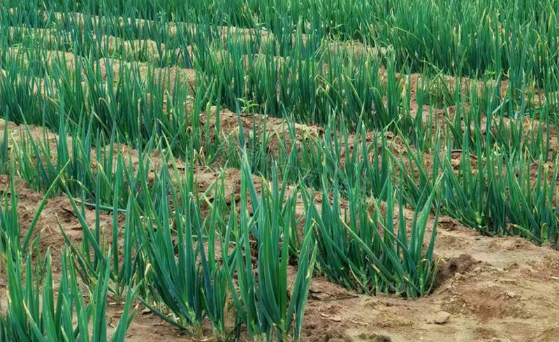 陰雨天后大蔥干尖黃葉嚴重