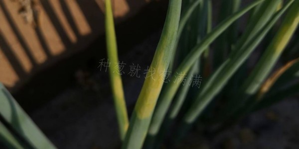 大蔥霜霉病防治措施您做了嗎?