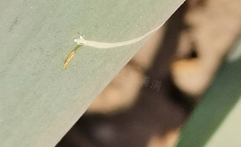 大蔥斑潛蠅啃咬蔥葉