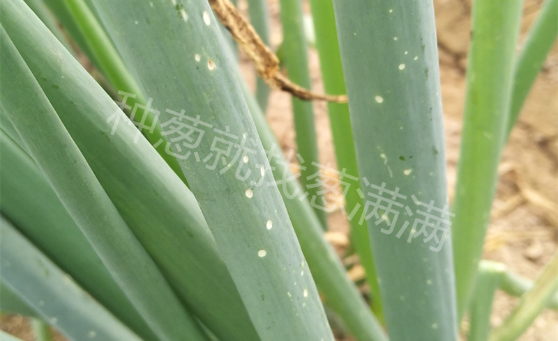灰霉病實(shí)拍