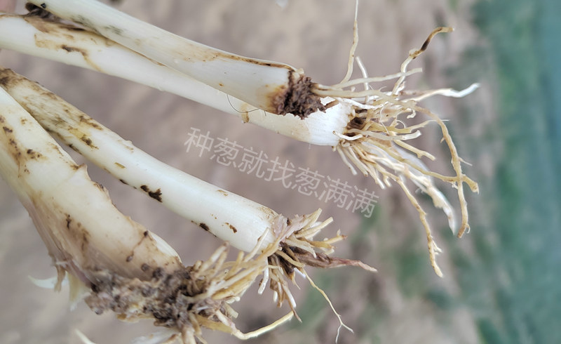大蔥根腐病圖片