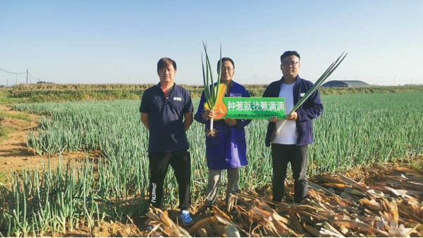 河北秦皇島鋼蔥頭年種植案例