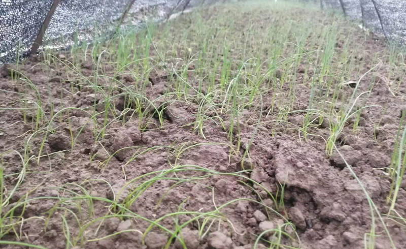 蔥苗雨后苗黃苗弱使用后