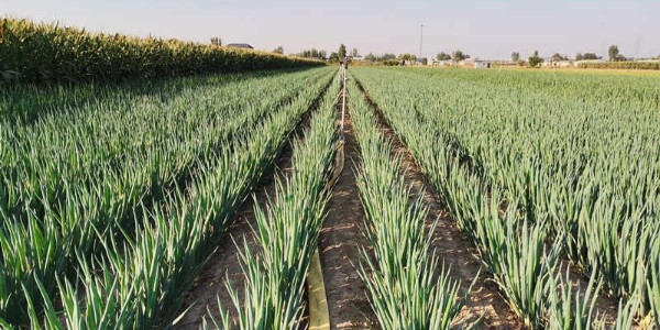 氮磷鉀肥對(duì)大蔥分別有哪些作用?合理搭配用肥的原因就在這里