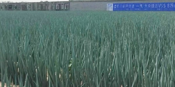 含腐植酸的大蔥肥料您用過嗎?好處多多錯過可惜
