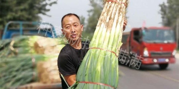 蔥滿滿線下技術指導紀實：濮陽基地